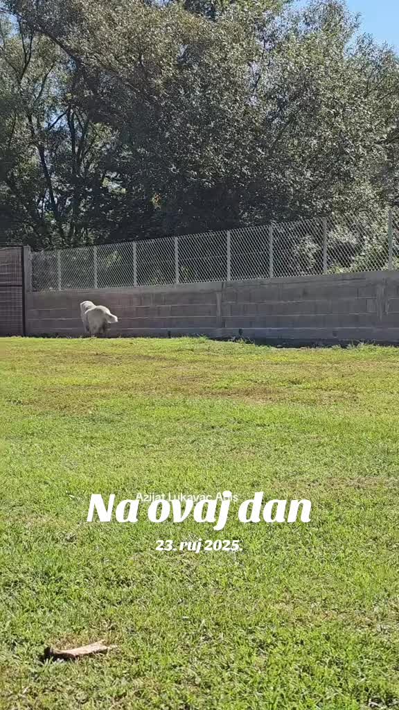 @Alabai Dogs Adis