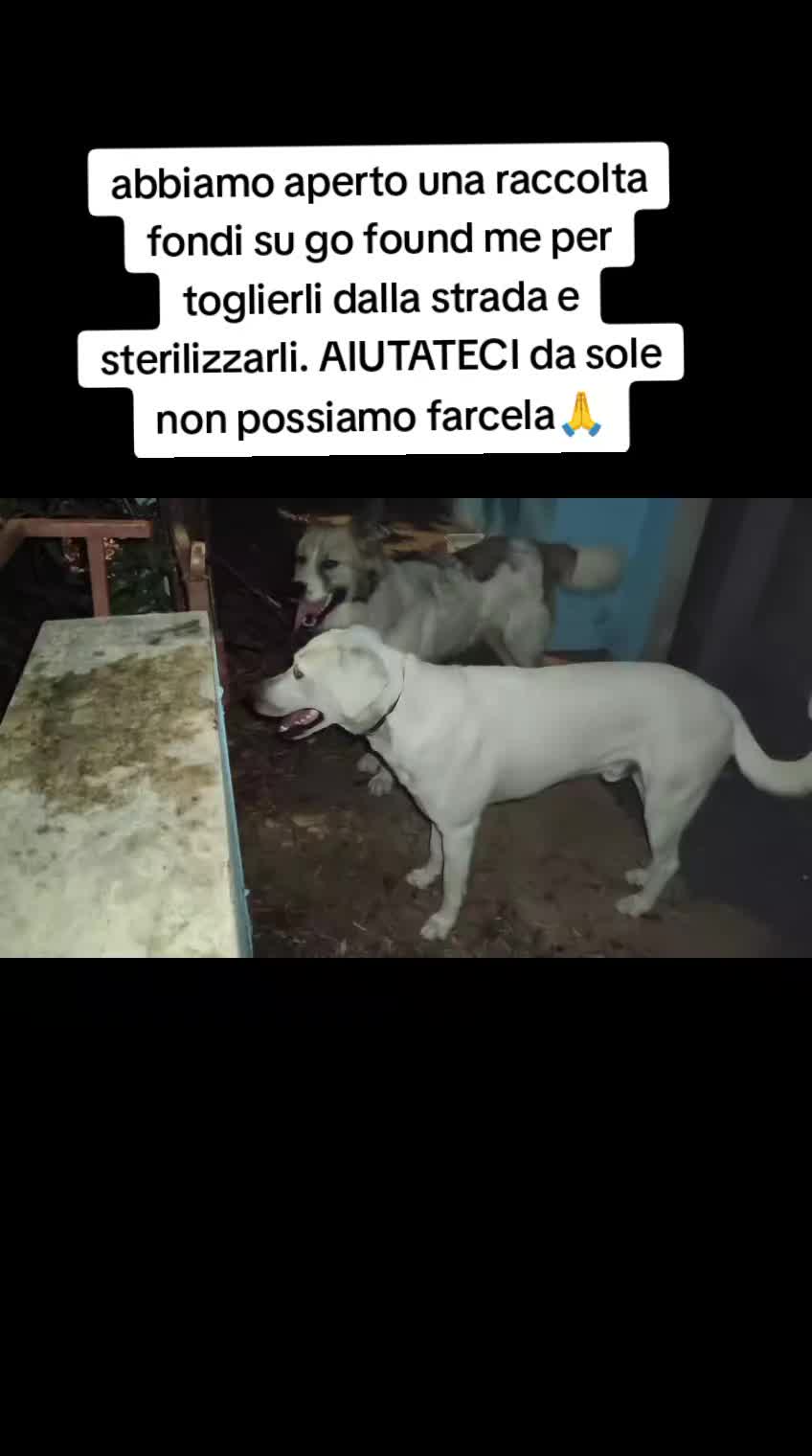 @Pina Rossignuolo