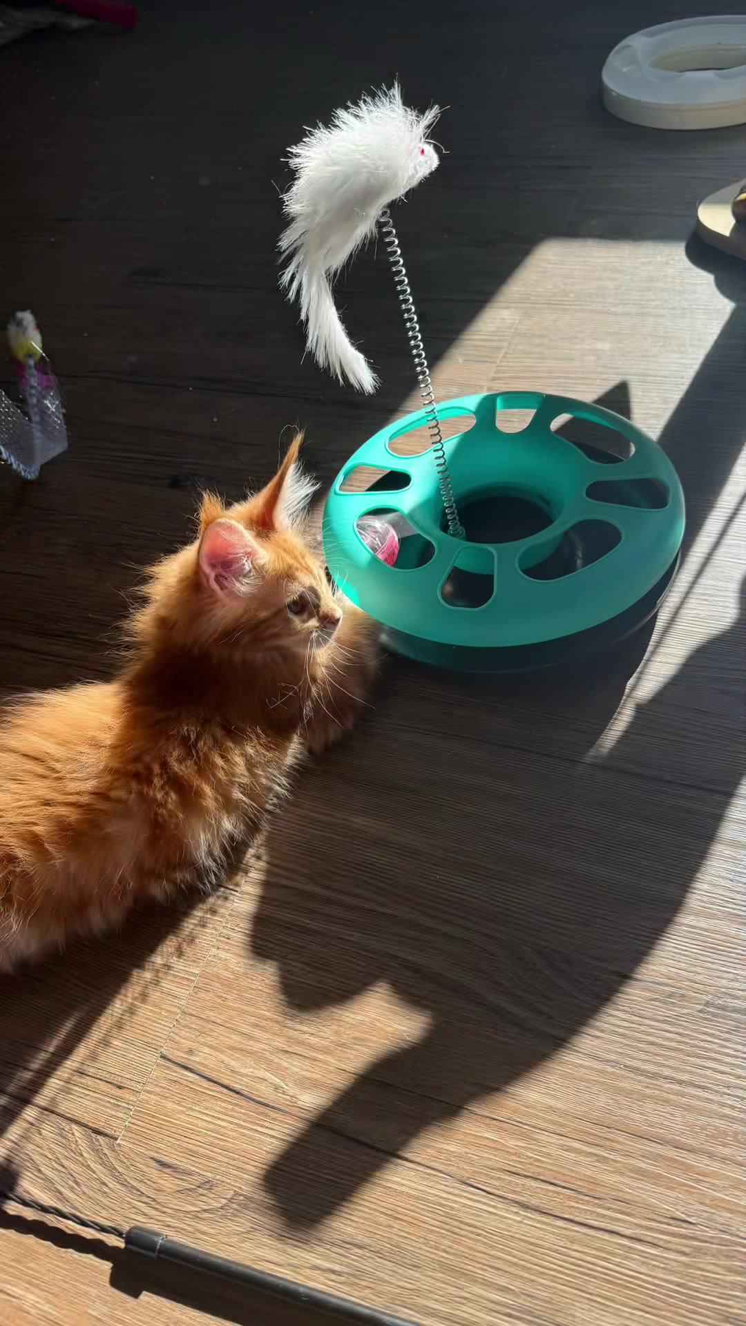 @Golden Maine Coon