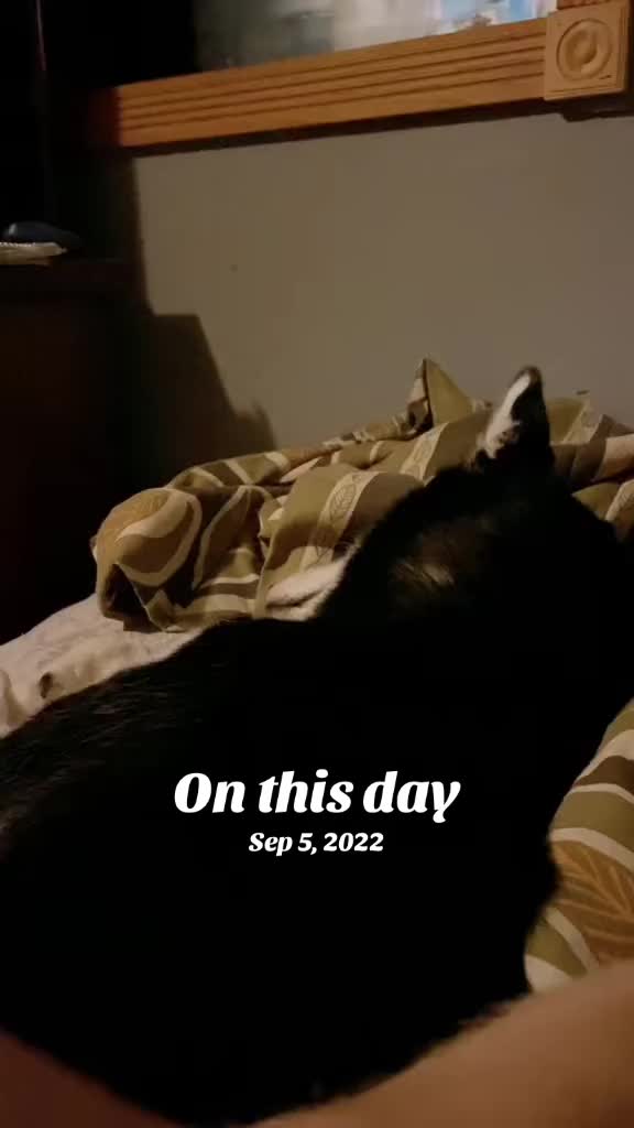 @Martin Scorsese the husky