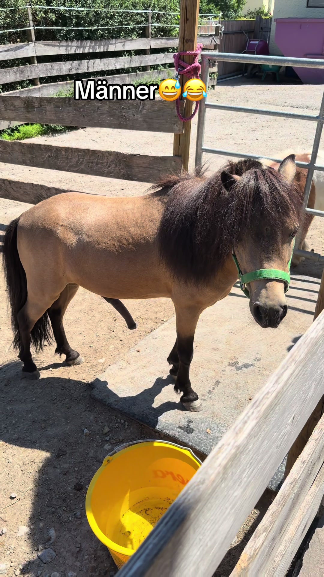 @julia_libertyhorses