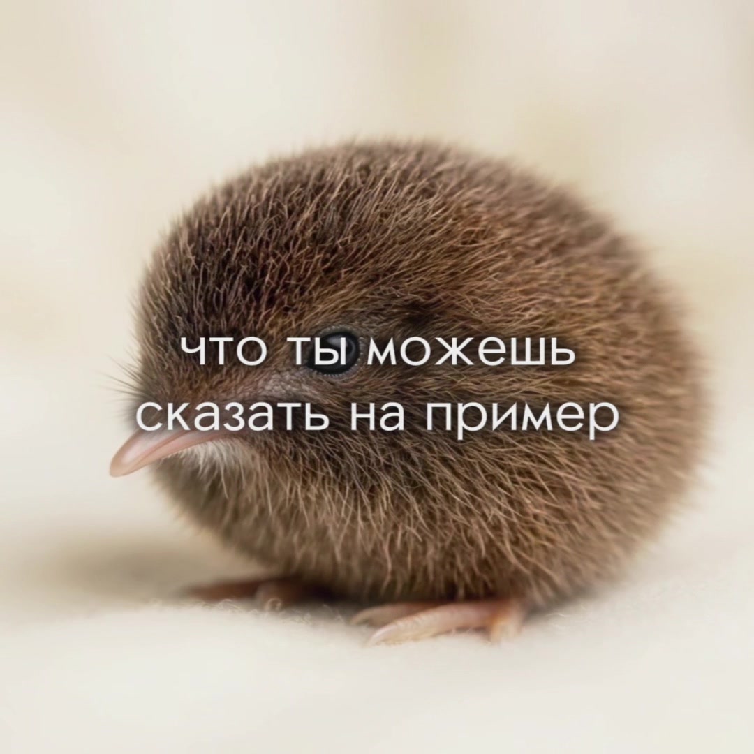 @The kiwi bird