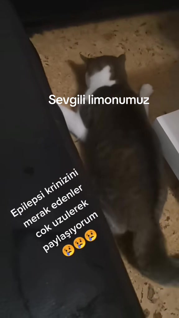 @👑👑Serife Nazan Hasdemir 👑👑