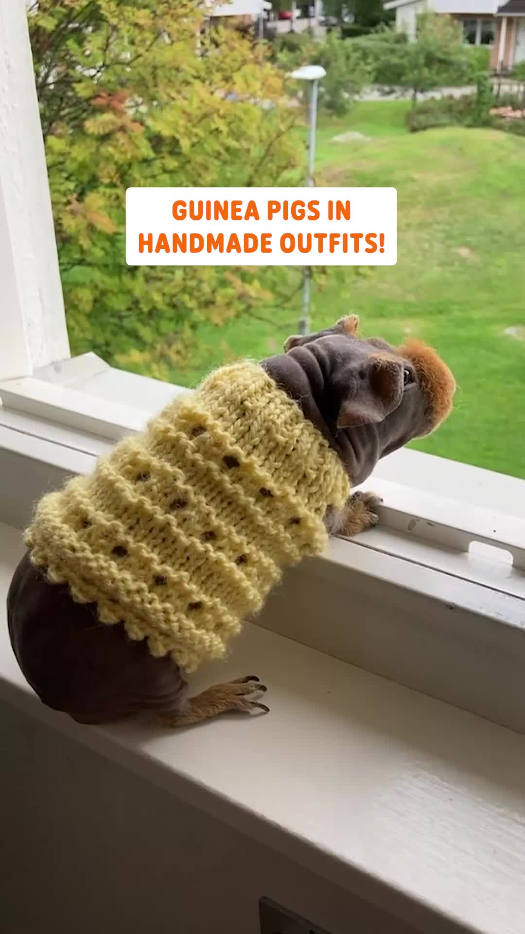 @Pawsome Pets