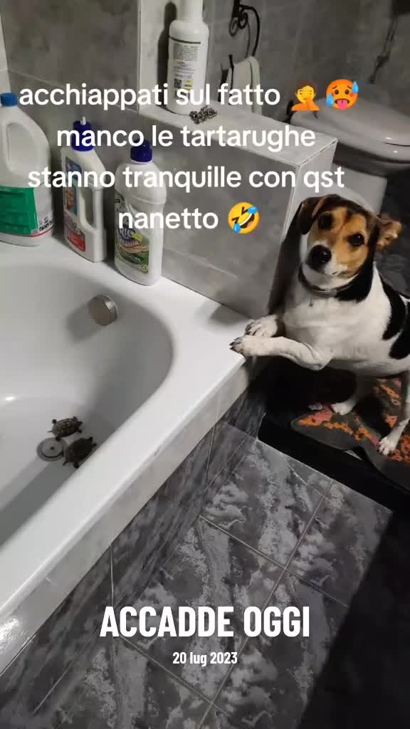 @la famiglia con i cani 🐾🥰