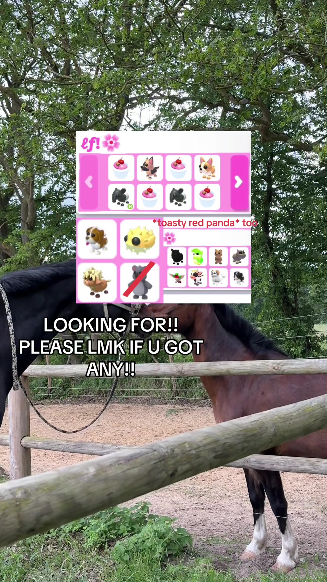 @꒷ 🐾 . 𖦹˙&sigma;&rho;нєℓ&iota;&alpha; :: ─ ۶ৎ