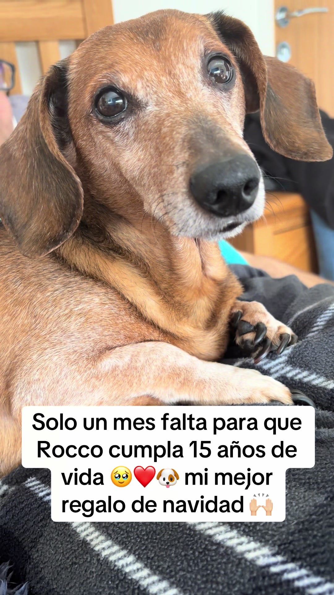 @Chilena Petite