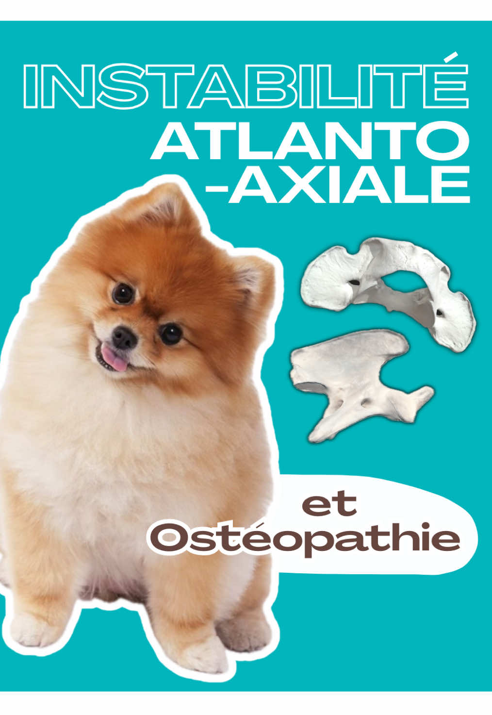 @Animae Ostéo