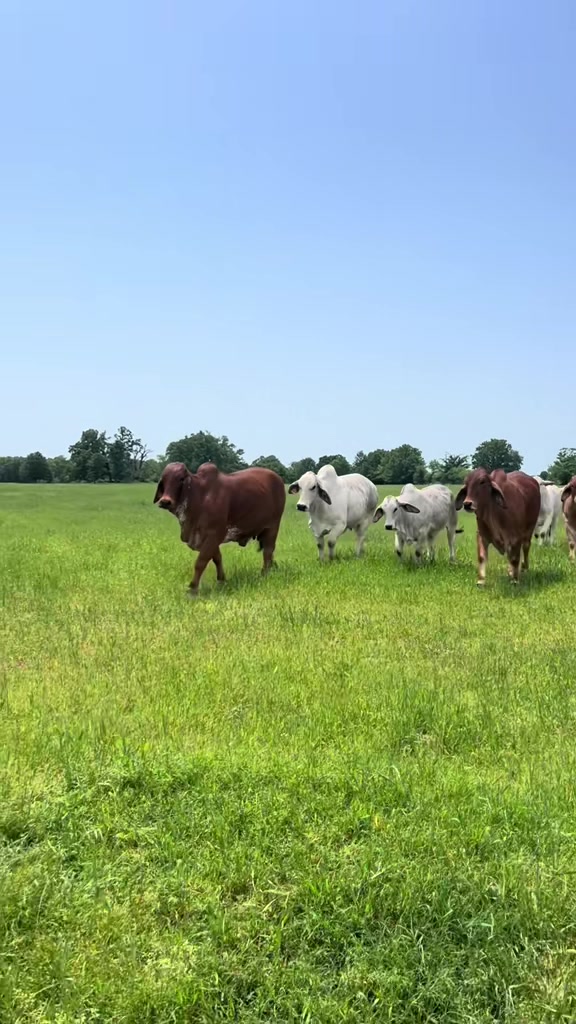 @The V6 Ranch