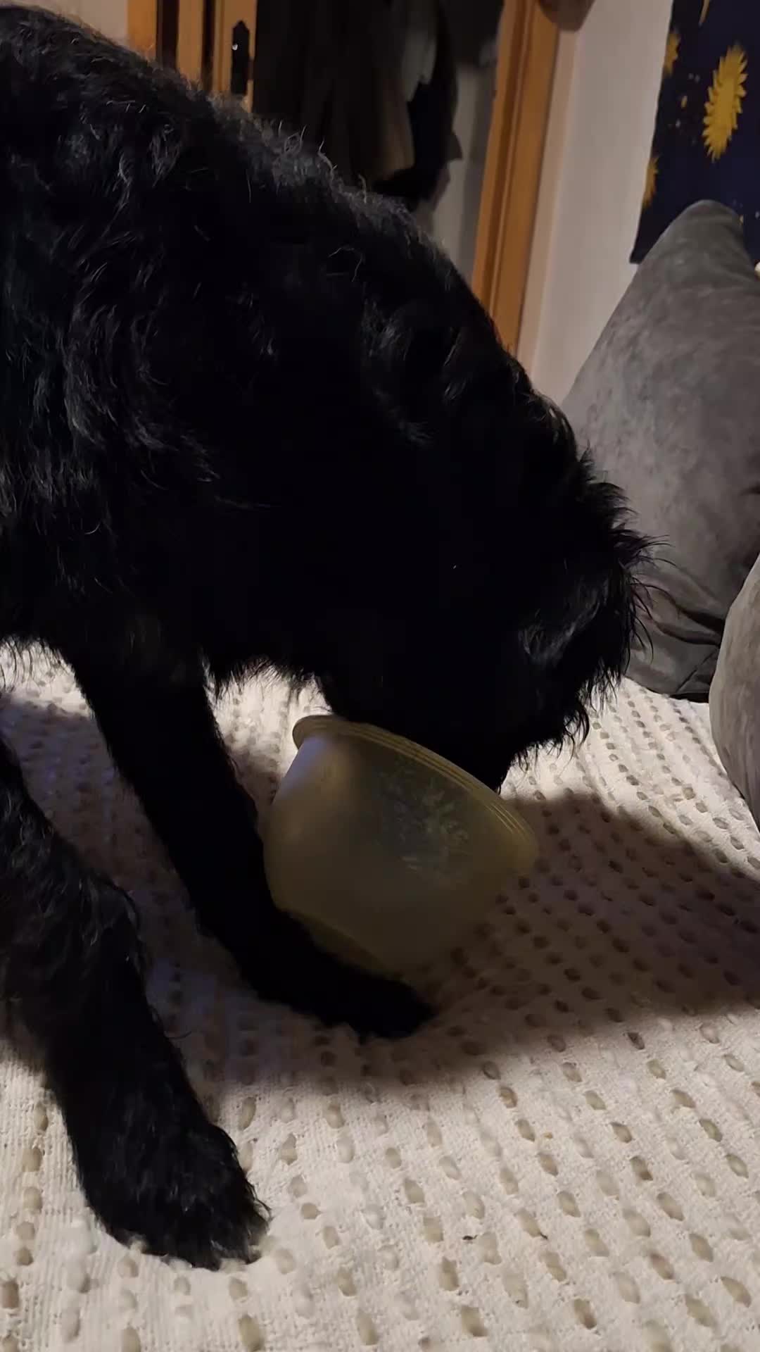 @Strobelmix Frauchen