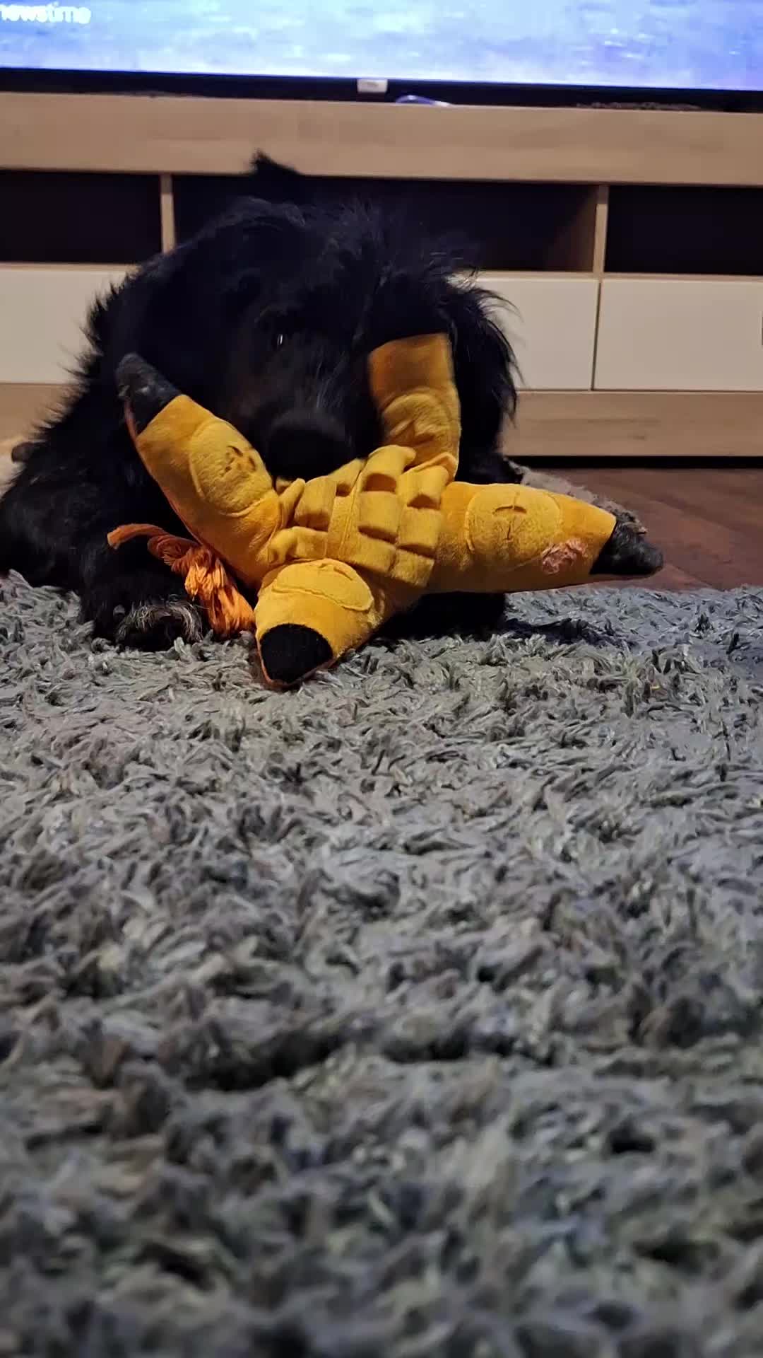 @Strobelmix Frauchen