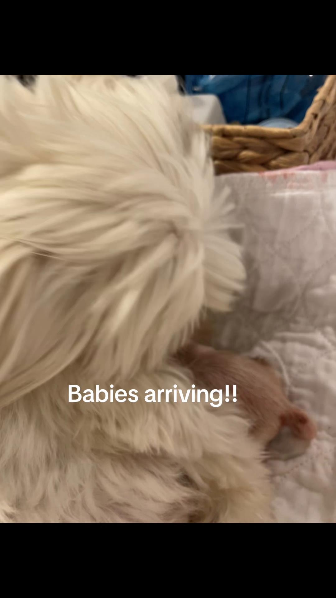 @Twilight Shih Tzu