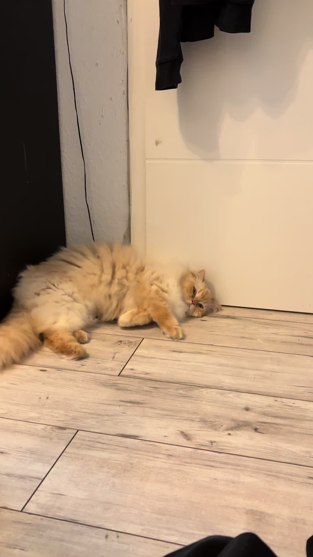 @milo.sigma0