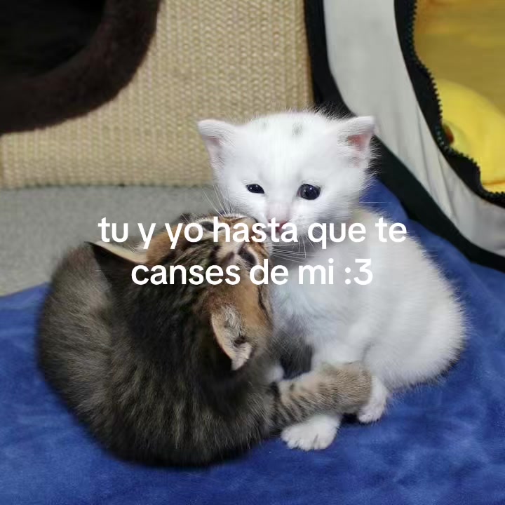 @yramyoliver