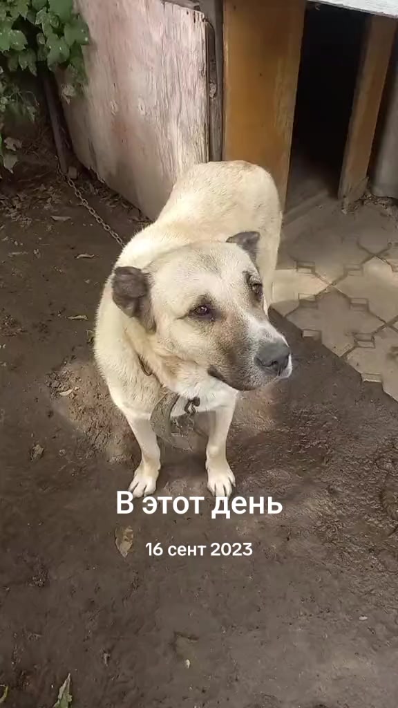 @виктор хахин