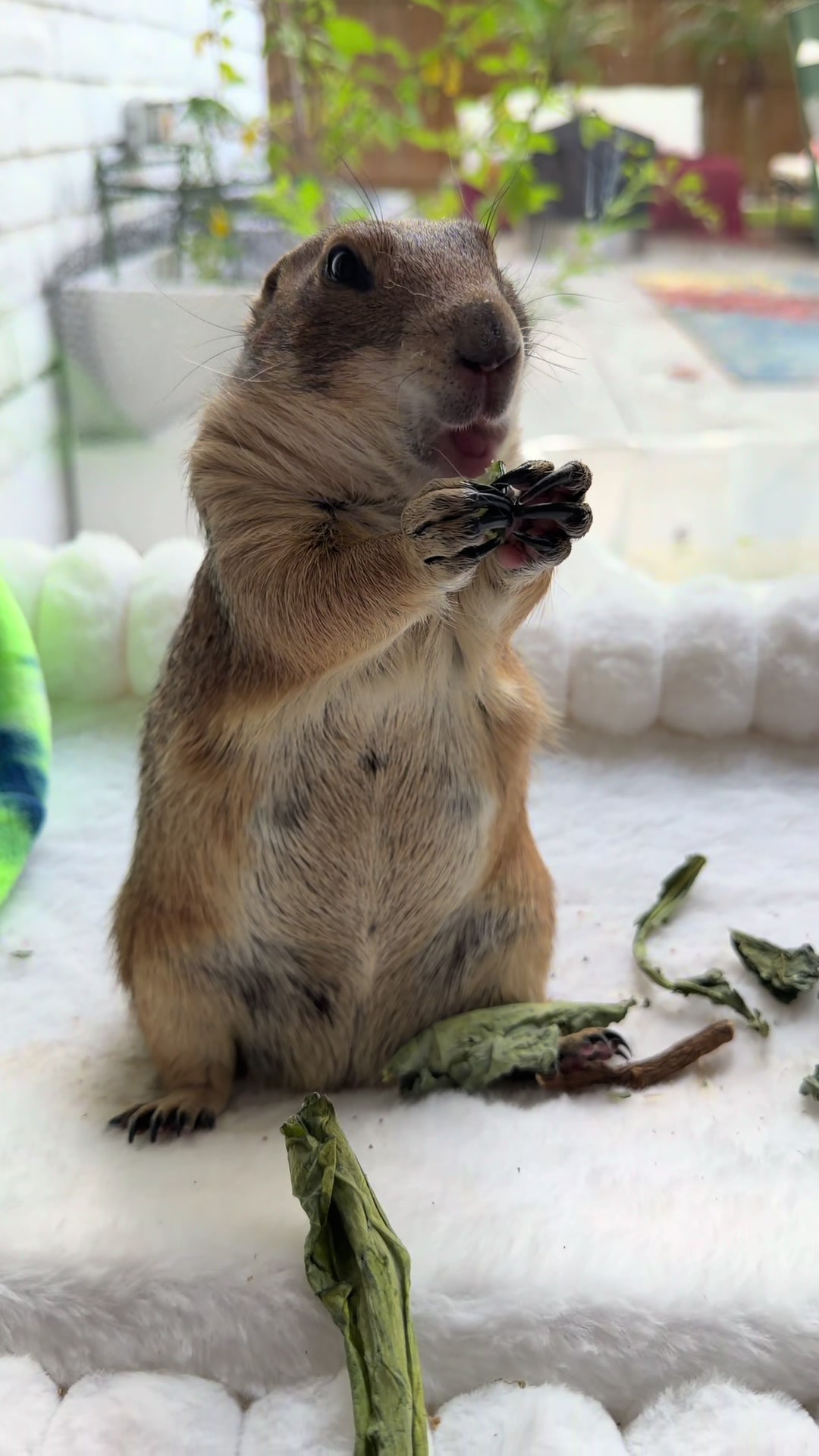 @Poppy the Prairie Dog