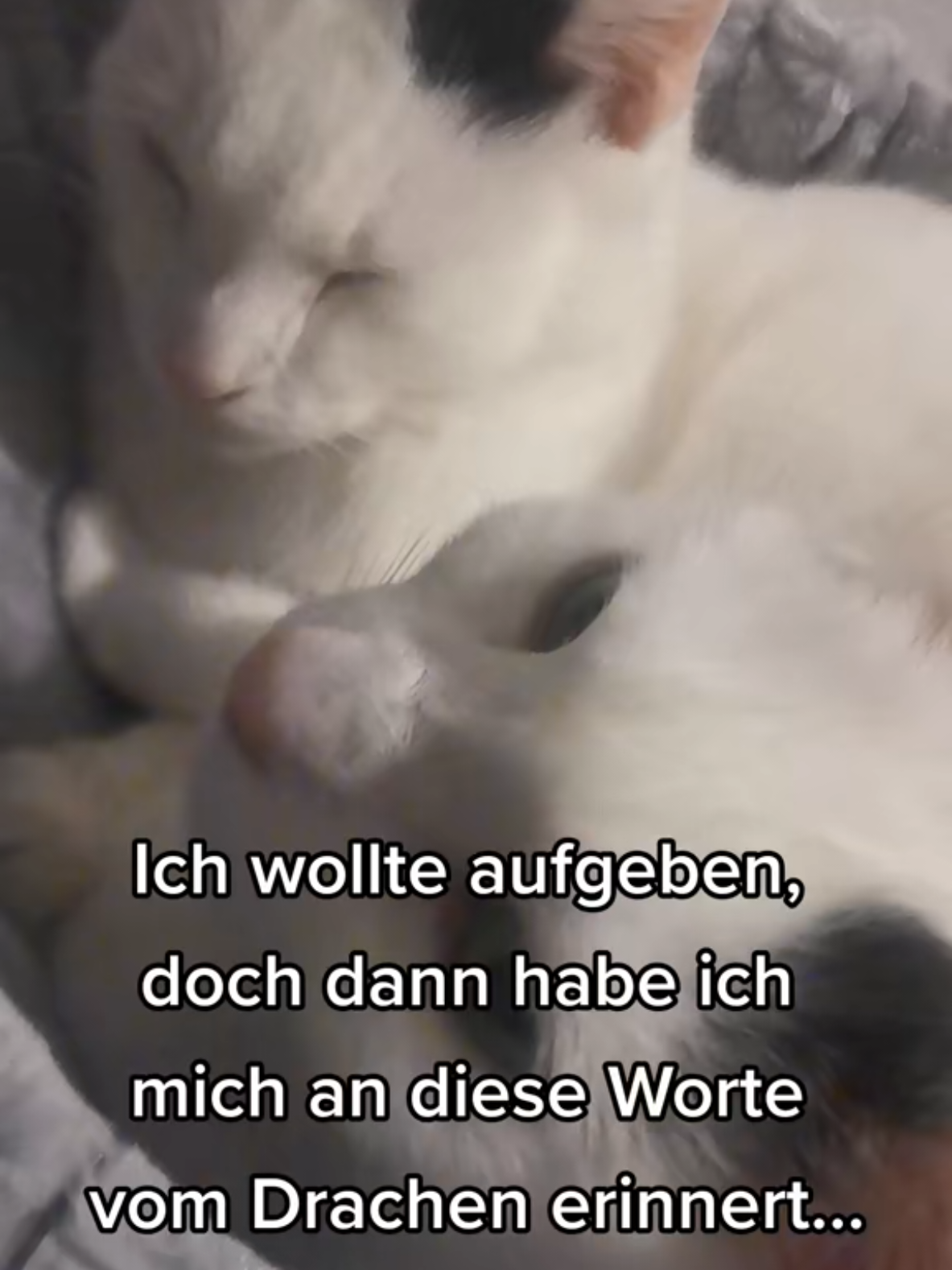@GabelstaplerAbi