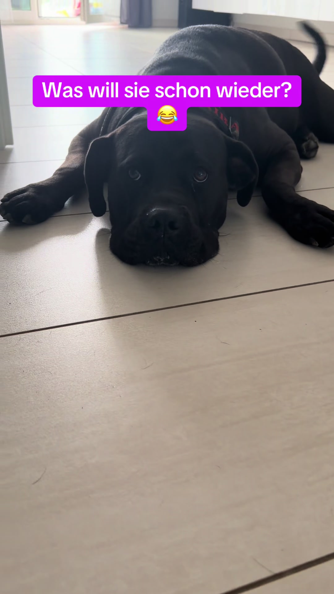 @Braunici