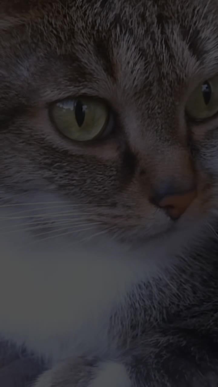 @Scotty🐱🐾🐱🐾 🐱🐾🐱🐾🐱🐾