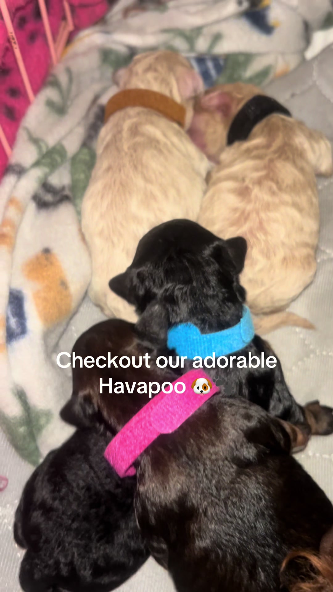 @Shortcake_kennel_2