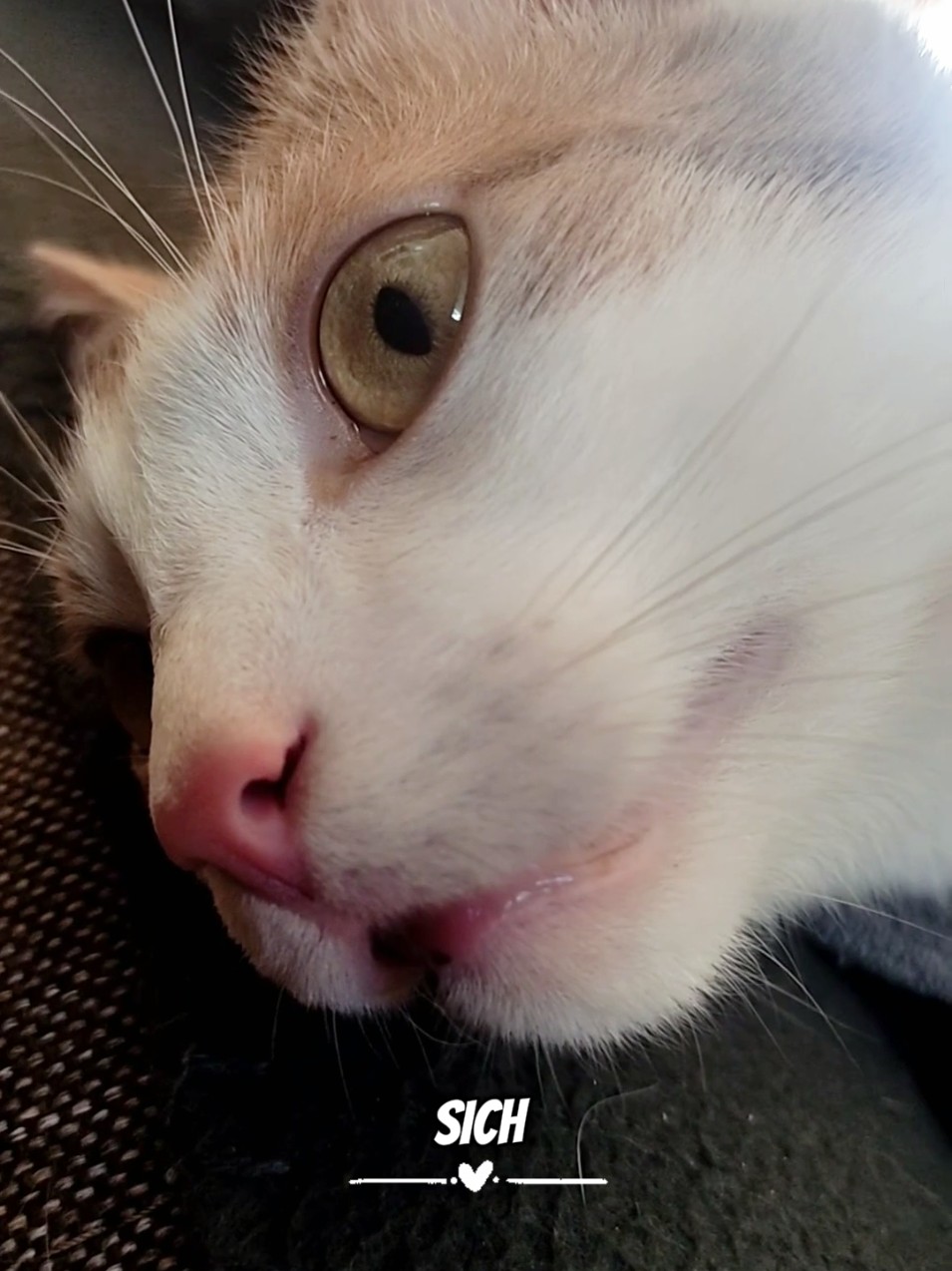 @😻нⷩeͤjdͩiͥneͤ😻