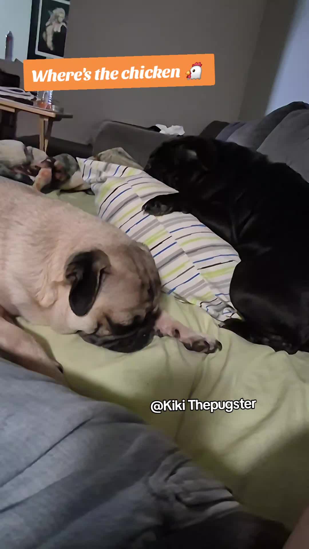 @Kiki&Cupid Thepugster