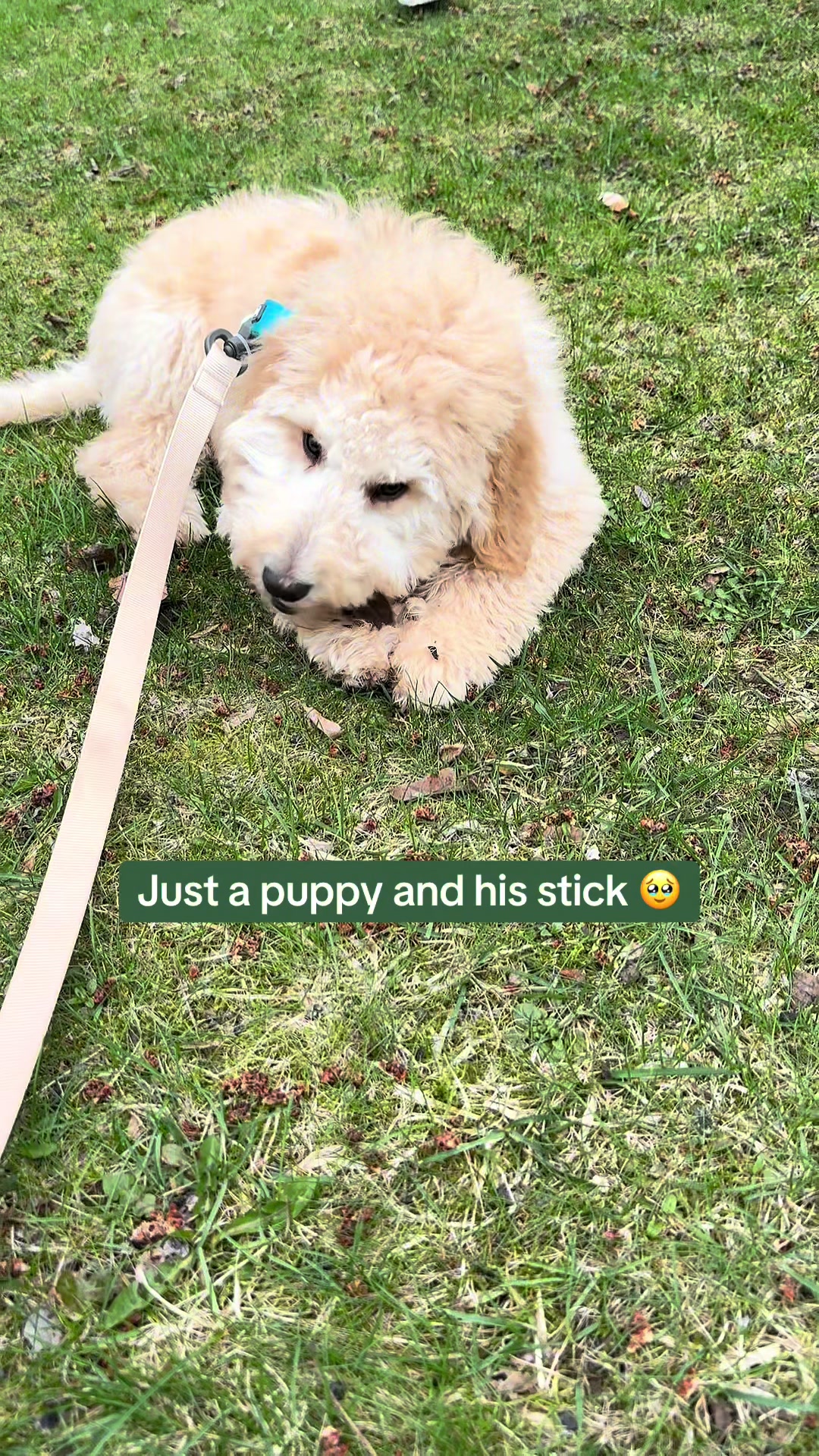 @marleymarshmallow