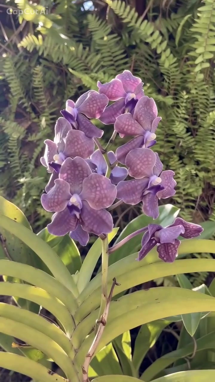 @Orchidique