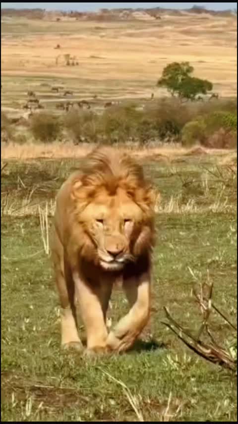 @Guzzicar🦁