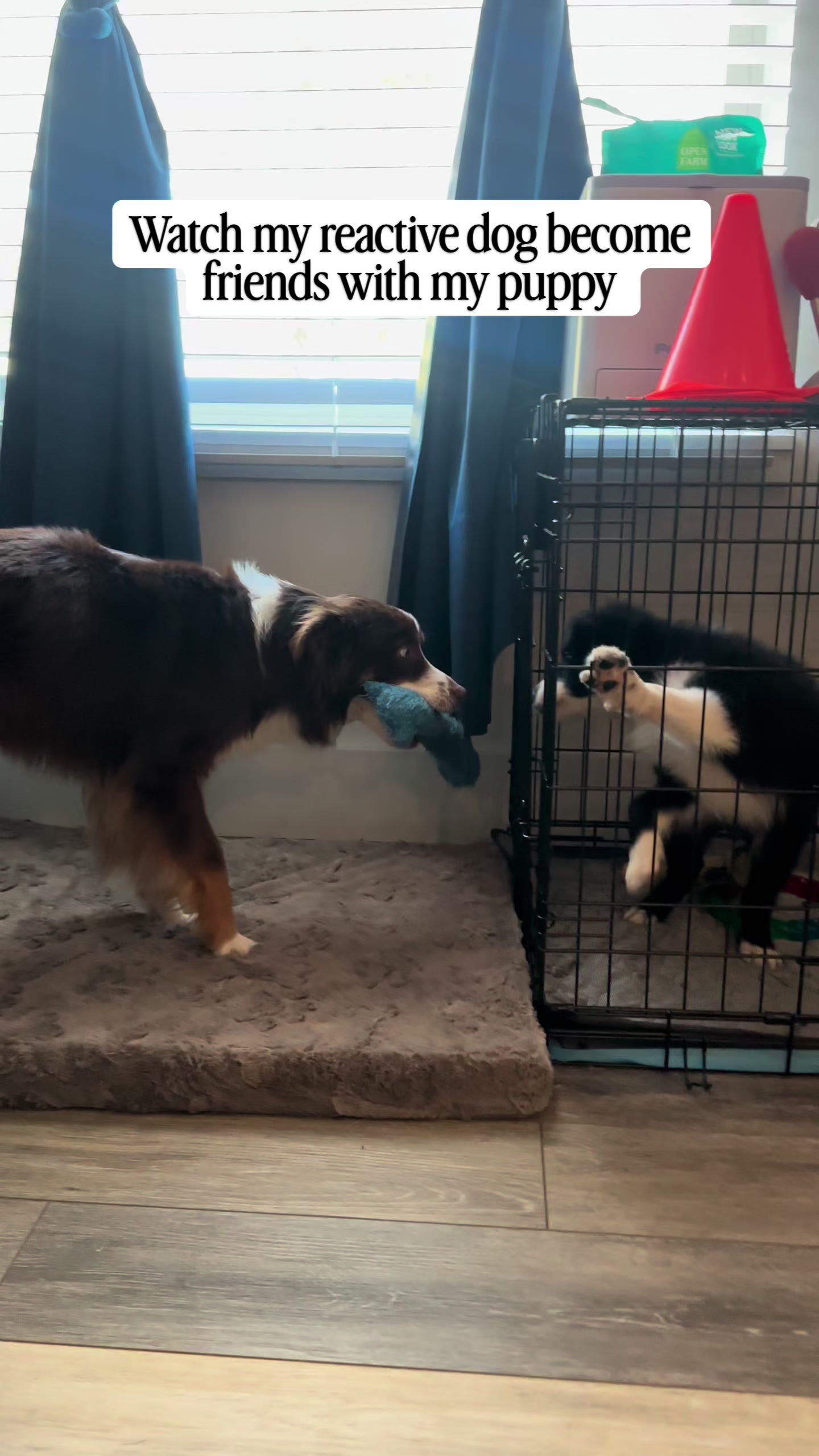 @captivatingk9s