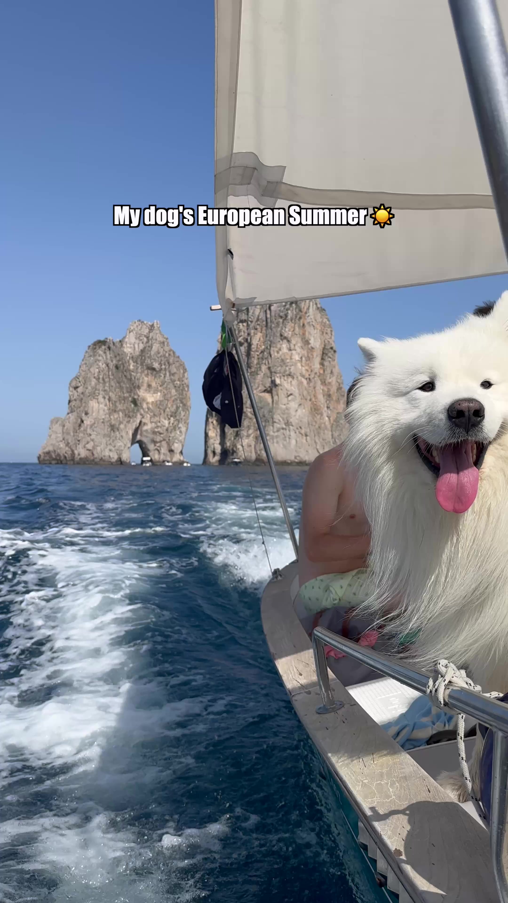 @wanderlust_samoyed