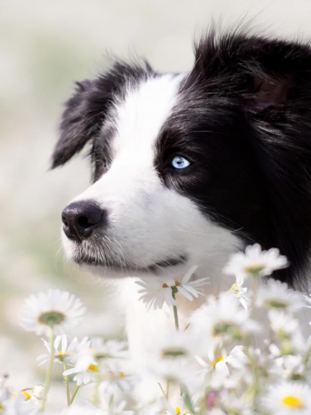 @Sup.Collies🧡💙