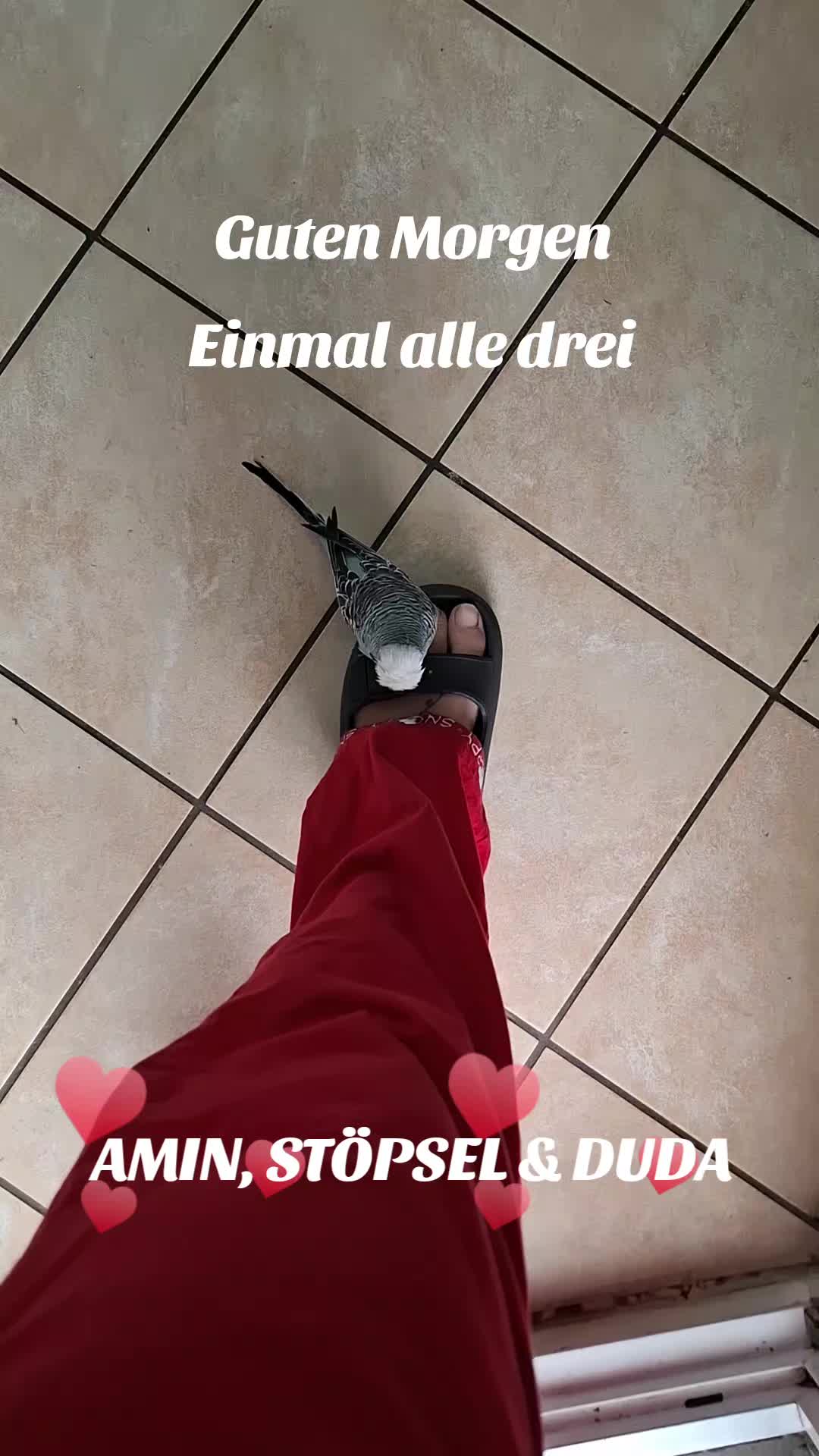 @Bine und die Wellibande