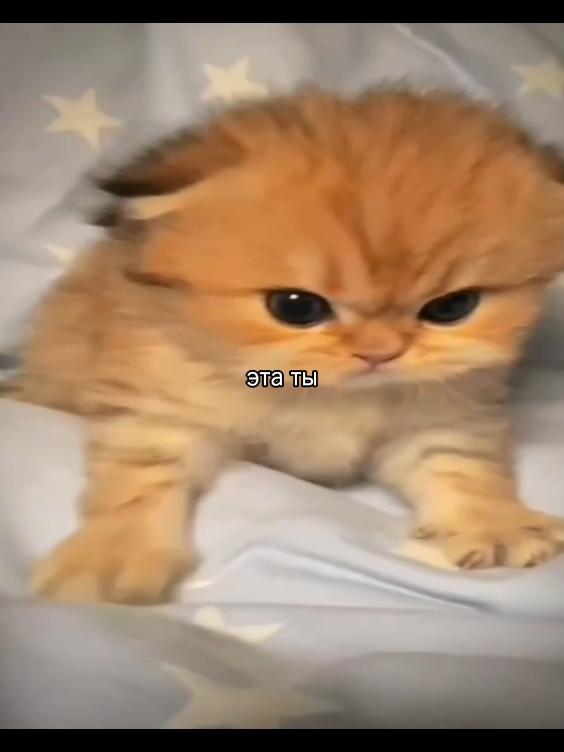 @ꜰᴇɴʏᴀ@