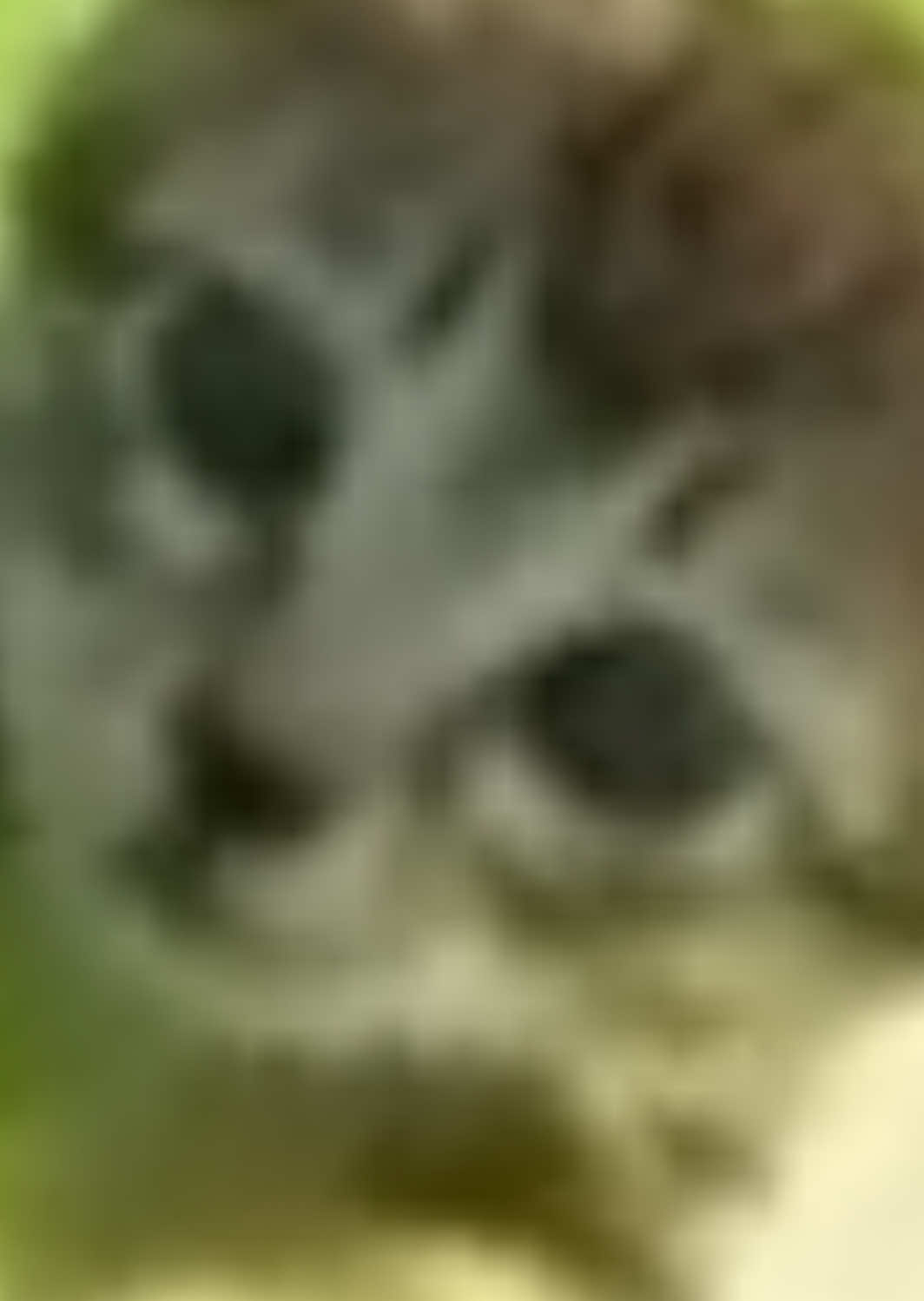 @Floretta Doo