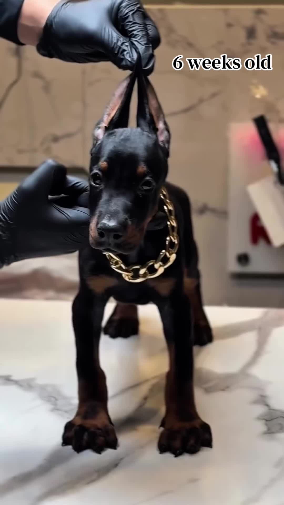 @Blakbone Mastiff Kennel