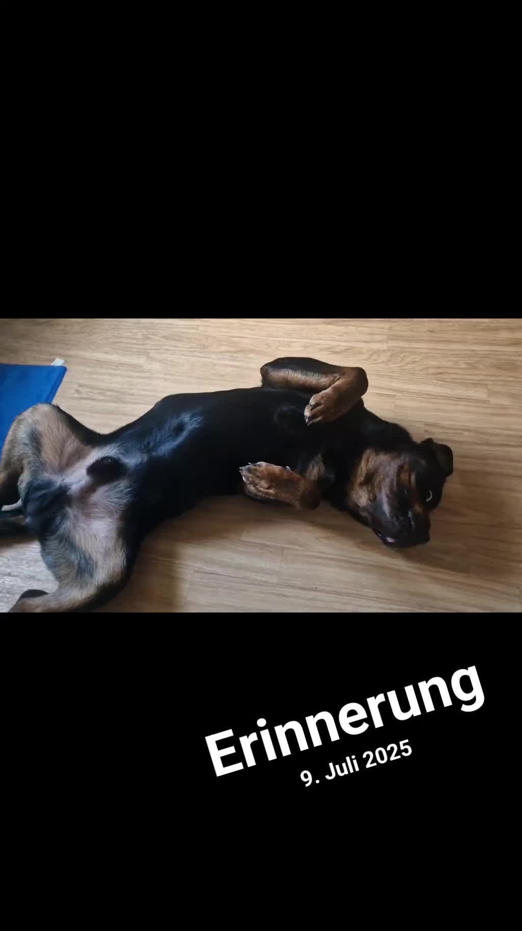 @Loki der Rottweiler