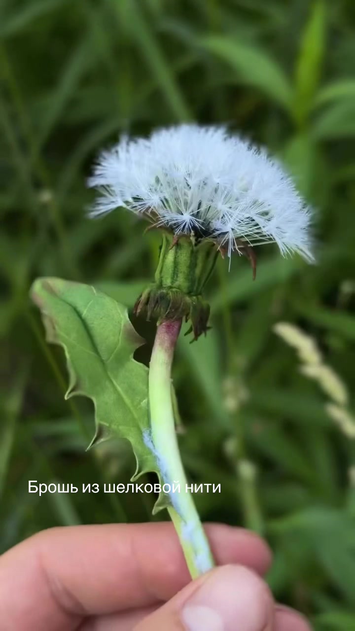 @tanya_forest_flowers