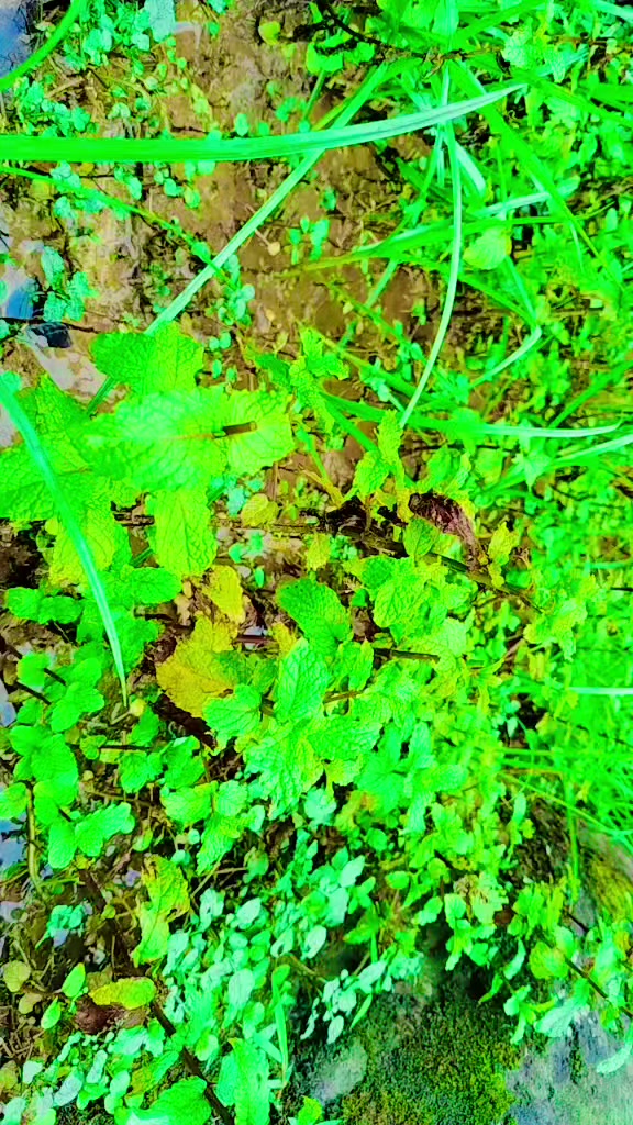 @し''わん,तिम्रो बन्ने सपना छ मनमा
