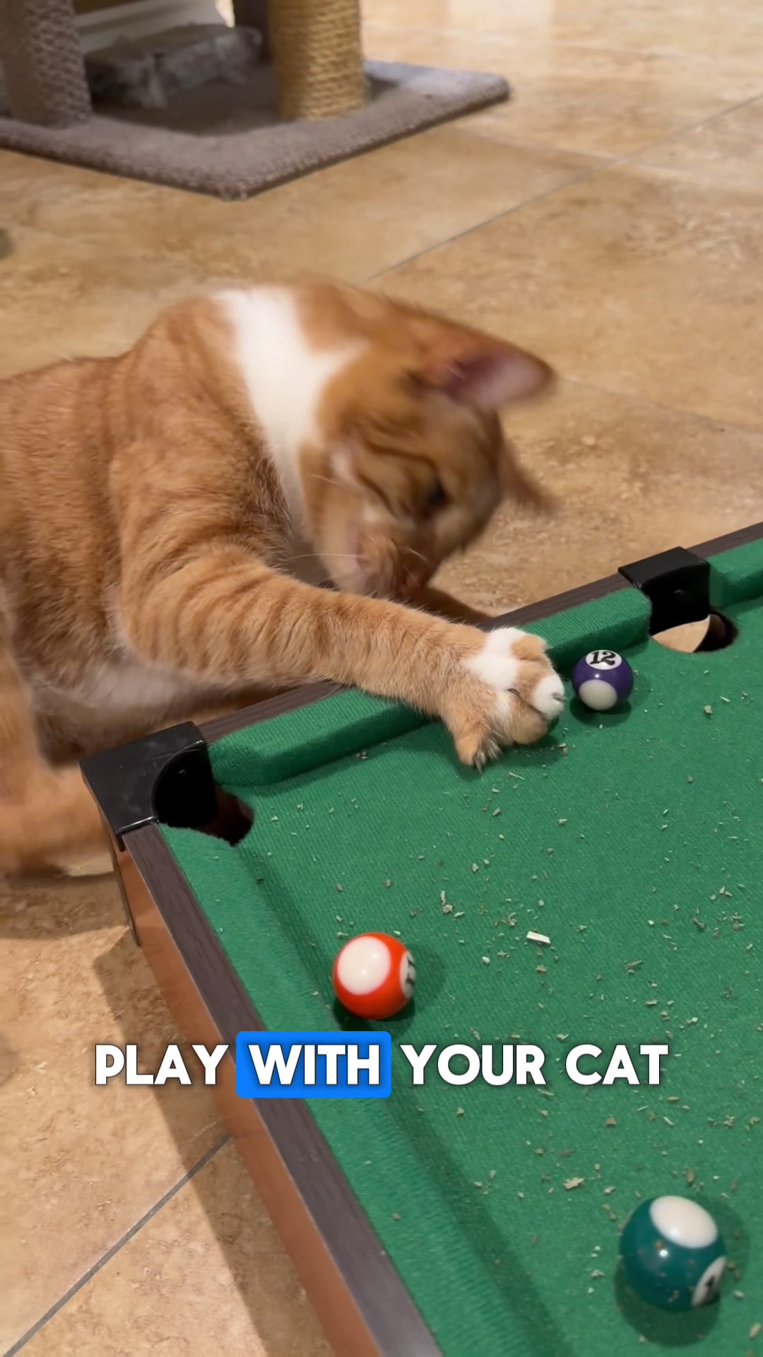 @Jackson Galaxy