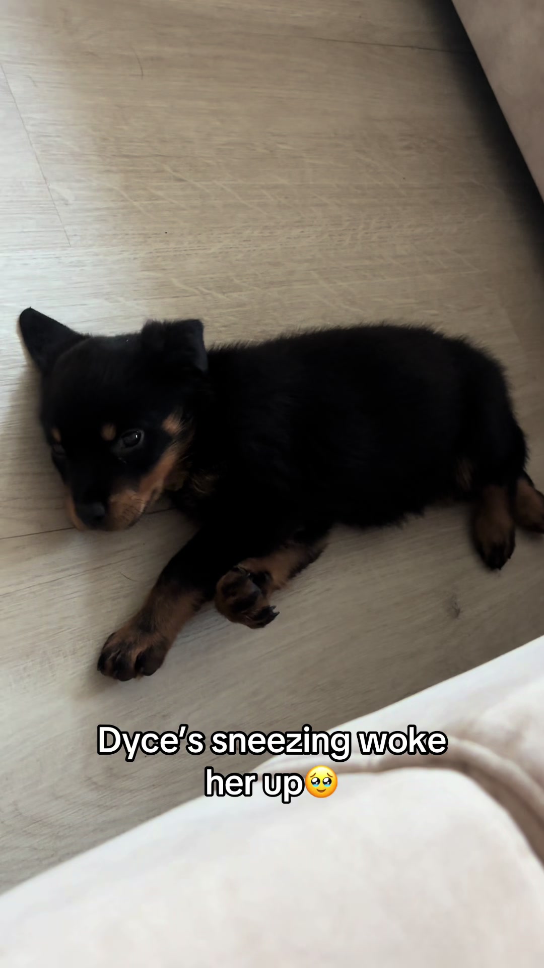 @🐾💙Dyce & Donna🩷🐾