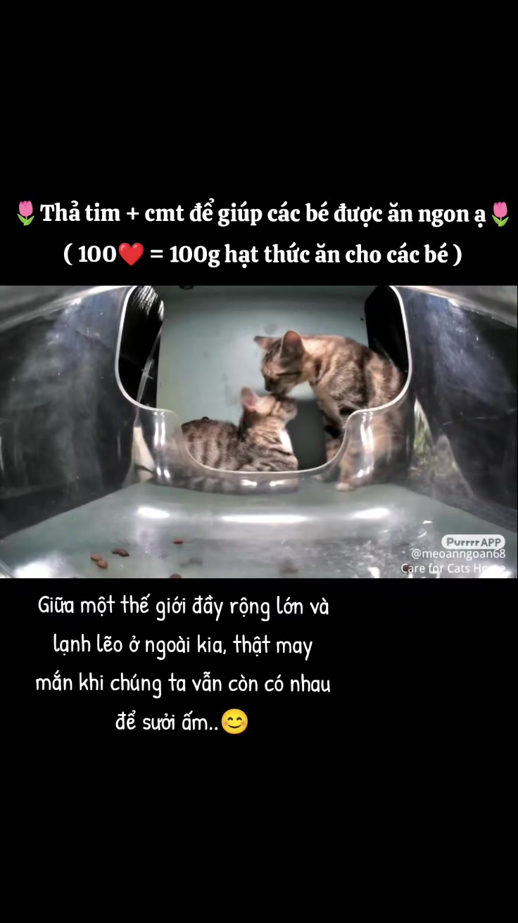 @Meo Ăn Ngoan