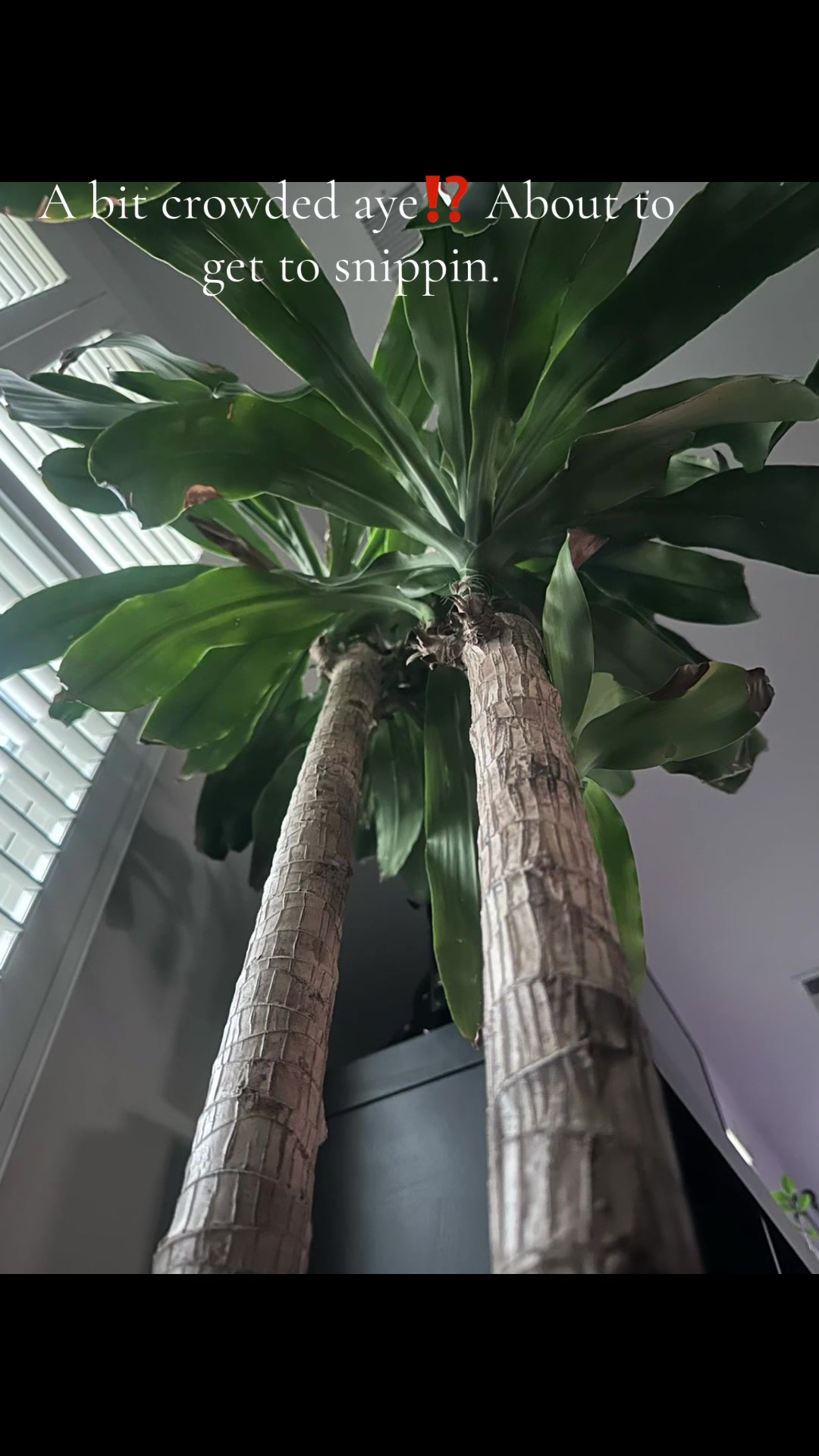 @MoePlantDad