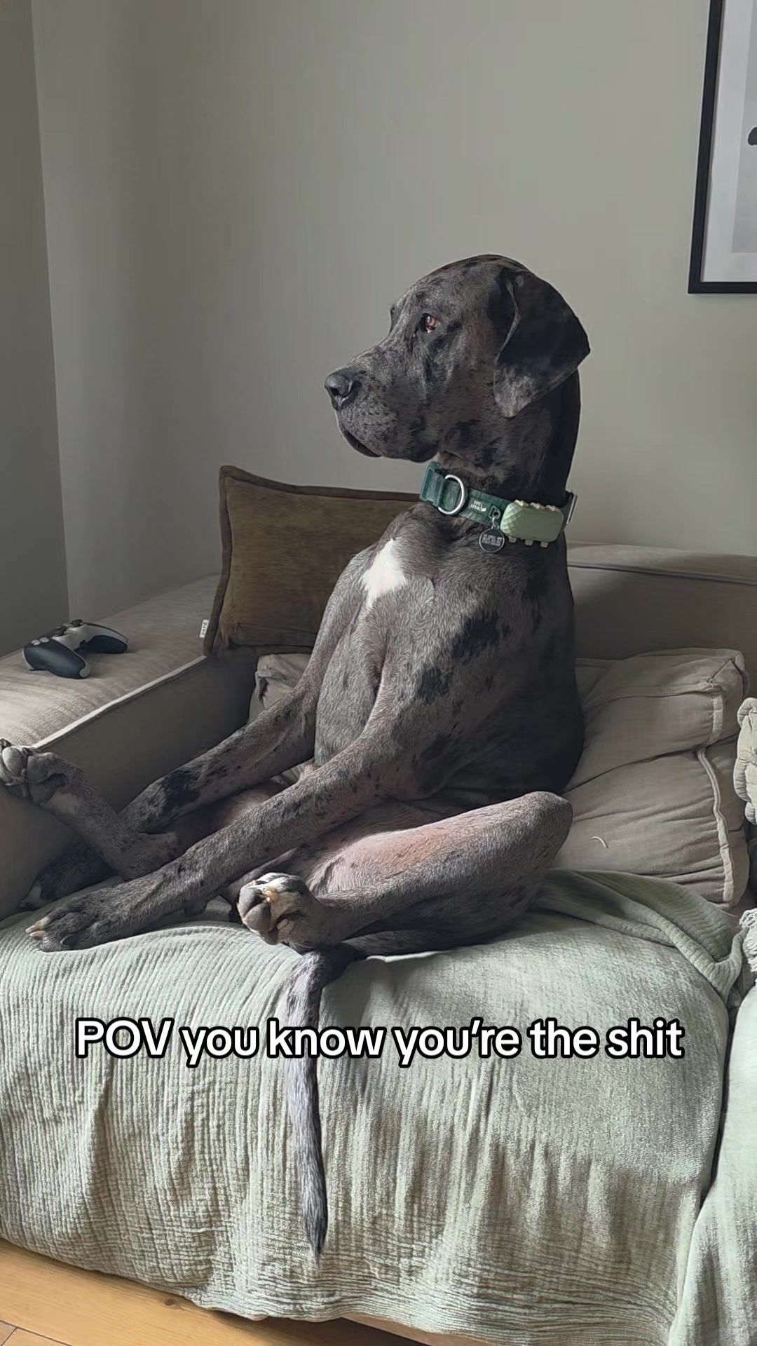 @Magnus the GREAT DANE