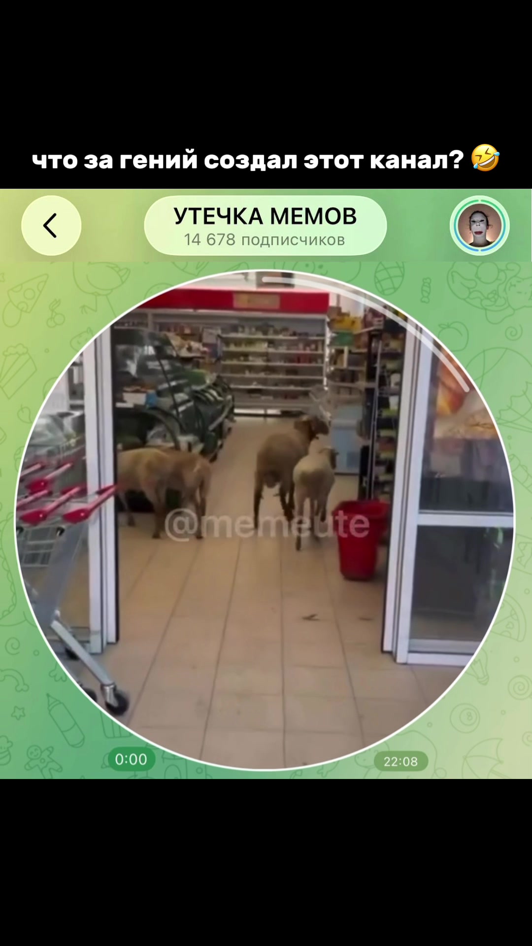 @тгк: memeute