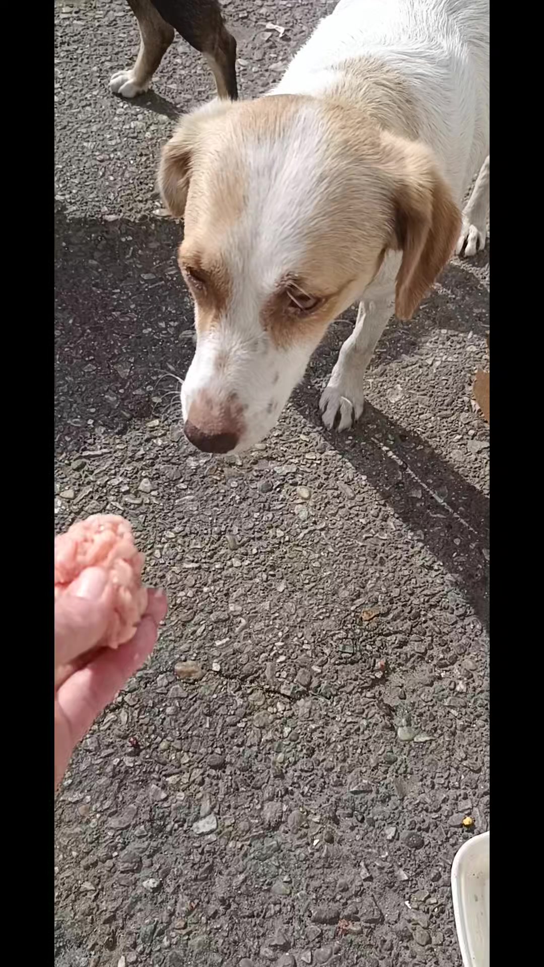 @cats&dogs)