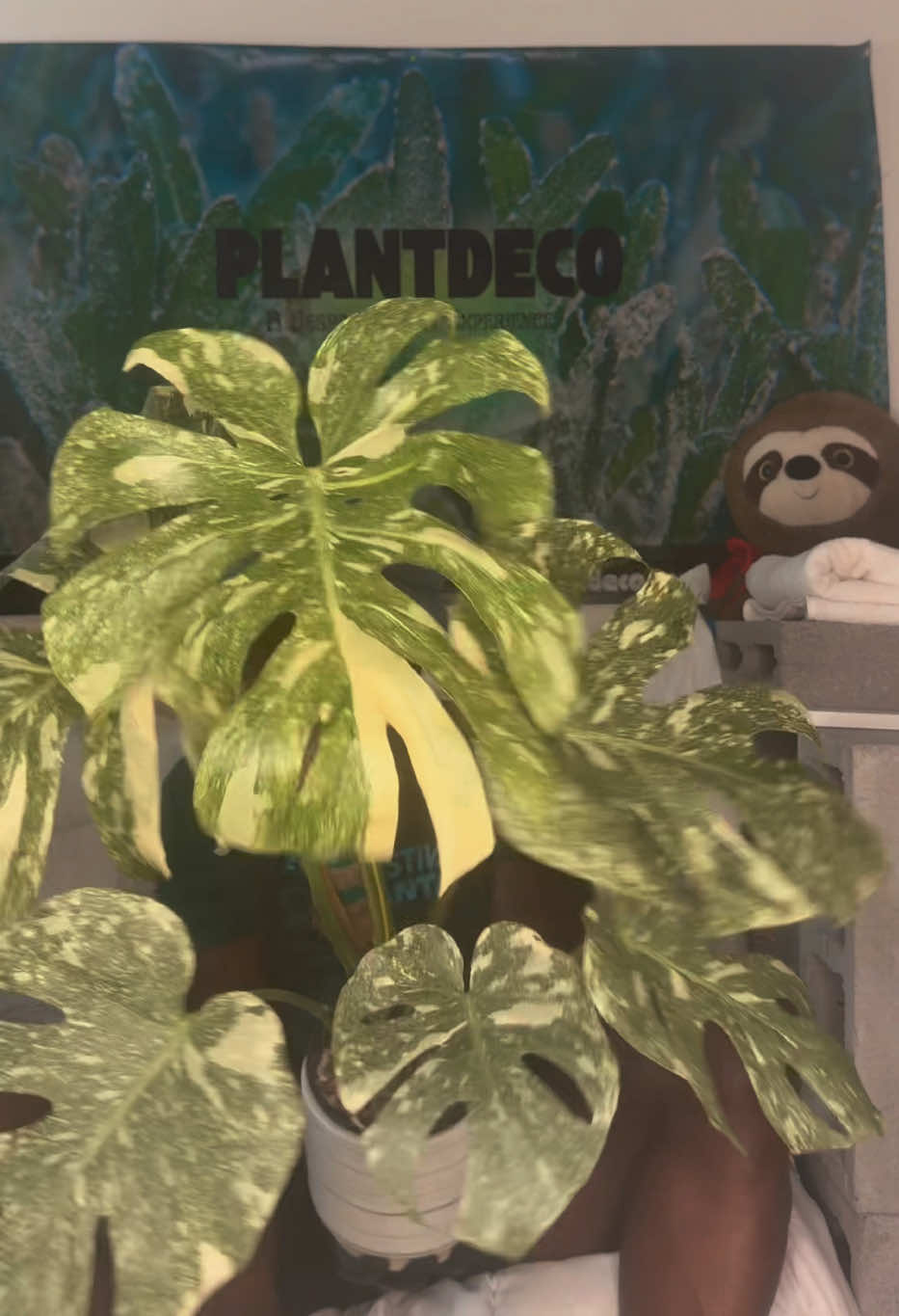 @Plant Deco ATL