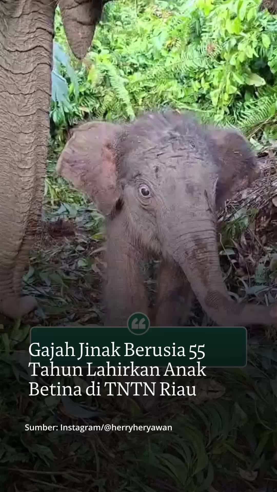 @mongabayindonesia