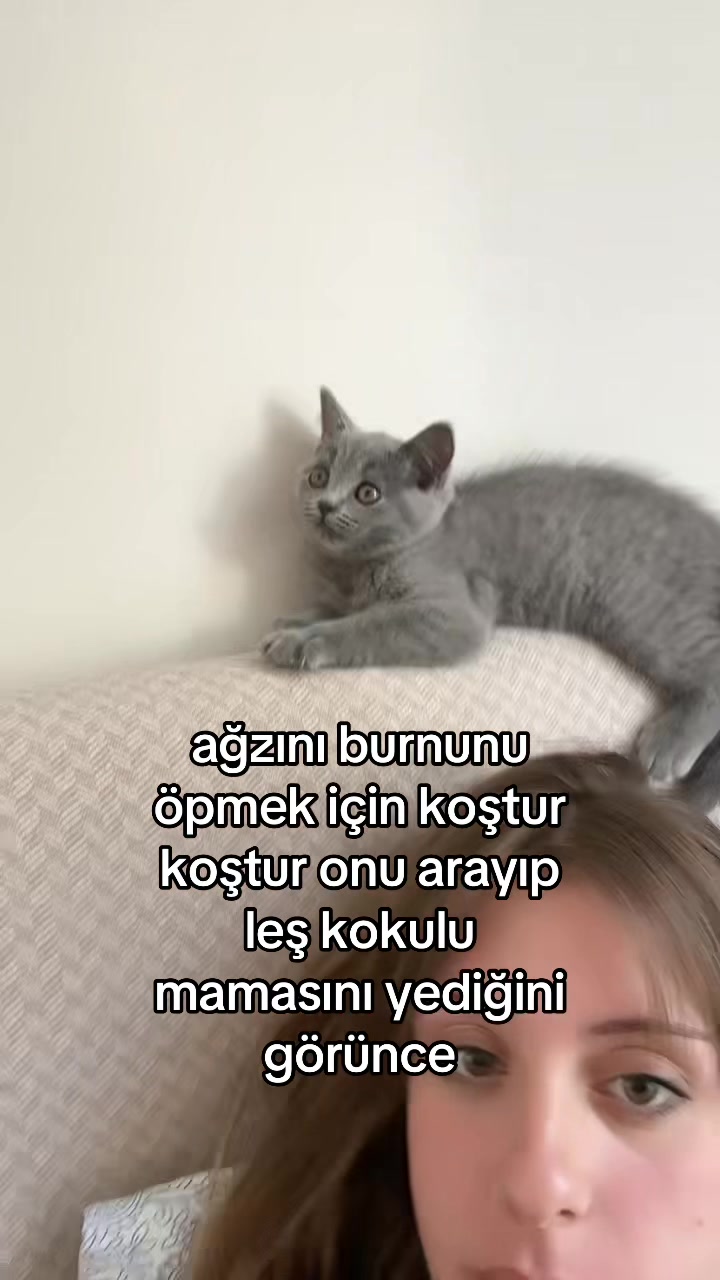 @bilge.adamreis
