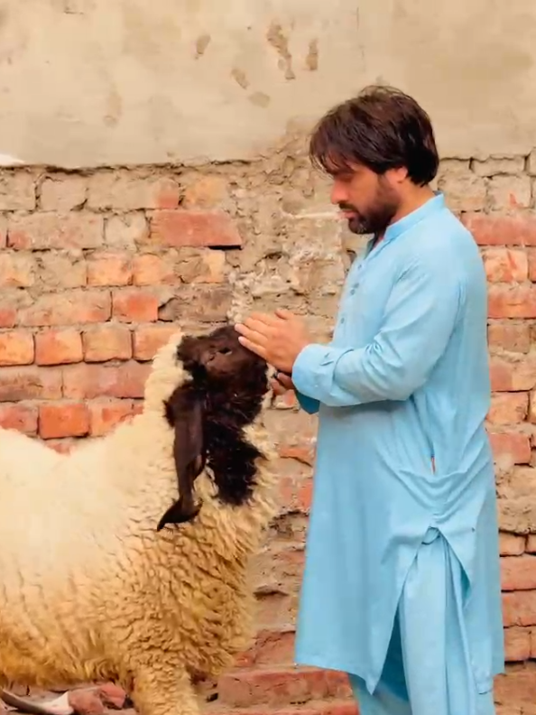 @Hassan Khan King